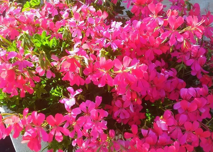 Mulino Del Mare Saludecio