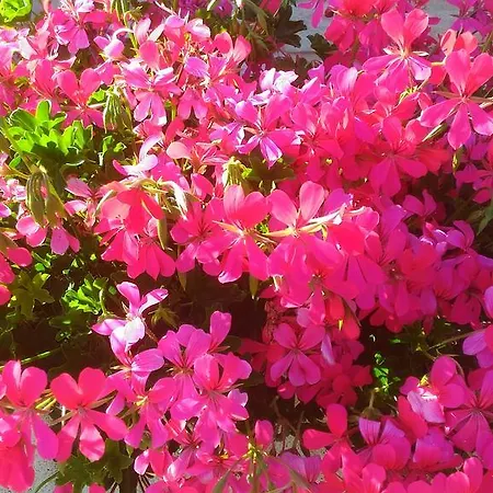 Mulino Del Mare Saludecio